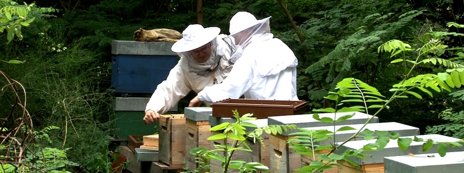 Cours particuliers en apiculture