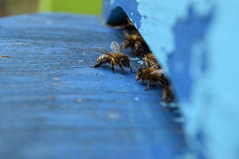 Timidement mais sûrement, les abeilles sortent de l'hiver
