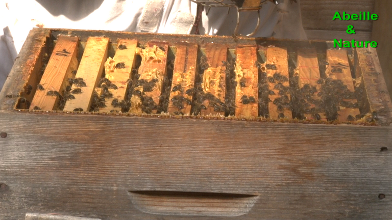 acheter des abeilles pour devenir apiculteur pour le plaisir