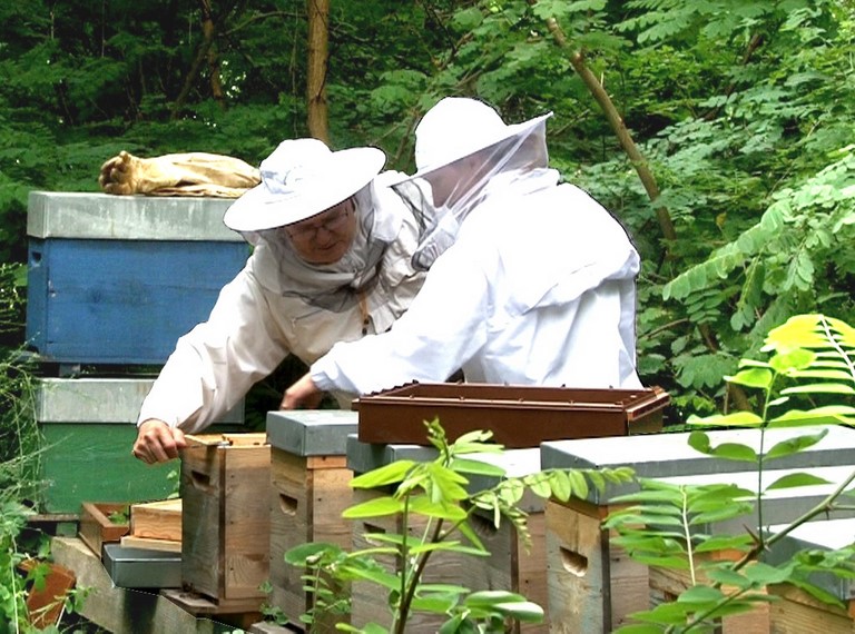 Formation individuelle en apiculture. Venez suivre un cours particulier