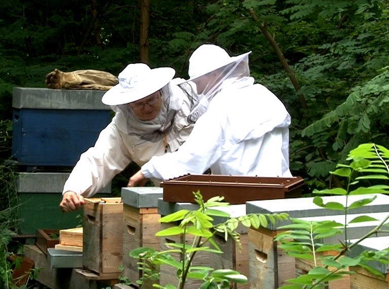 Formation individuelle en apiculture. Venez suivre un cours particulier