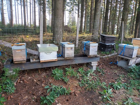 Les bases de l'essaimage artificiel des abeilles
