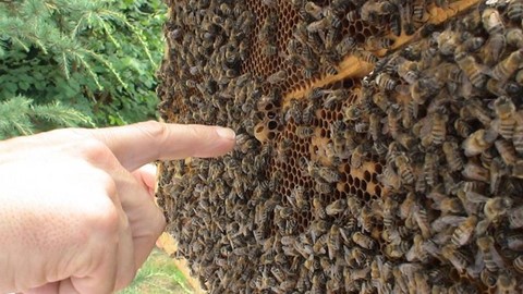 Stages de formation en apiculture 2024