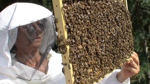 Stage de formation individuel en apiculture