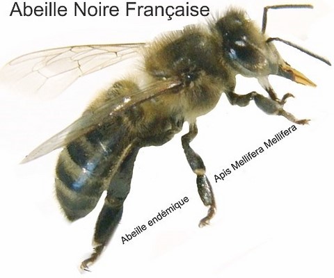 L'abeille Noire pour une apiculture respectueuse des espèces endémiques