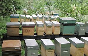 L'élavage des abeilles doit être maîtrisé