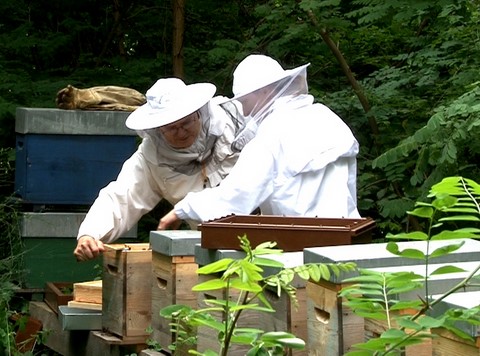 Formation privée en apiculture. Venez suivre un cours particulier