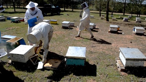 faire de l'apiculture au Maroc...