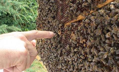 Apprendre l'apiculture en cours privés, c'est possible avec le programme de formation de Bern