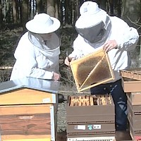 Stages spécifiques de reconversion professionnelle en apiculture