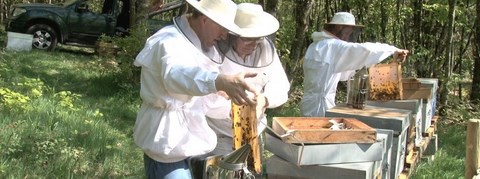 Venez vous former en apiculture avec Bernard NICOLLET pour tuteur
