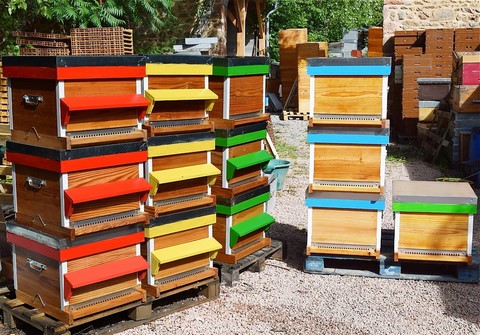 Comment multiplier ses colonies d'abeilles