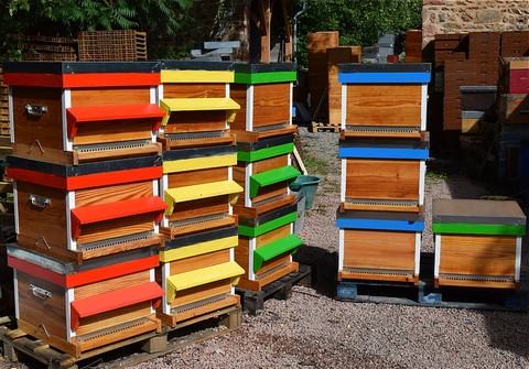 Comment multiplier ses colonies d'abeilles