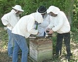 Comment débuter en apiculture