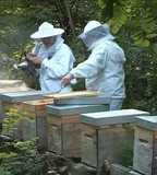 stage d'initiation à l'apiculture en région parisienne ide de France